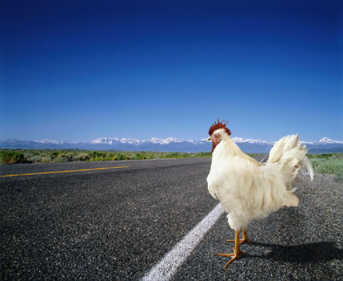 pollo_carretera